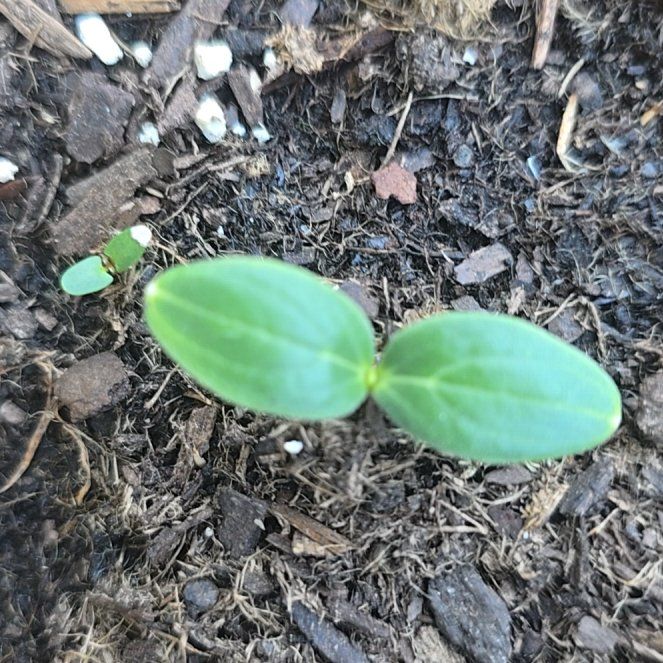 Photo of the plant species Wild Cucumber by @MsDuck named Xena on Greg, the plant care app