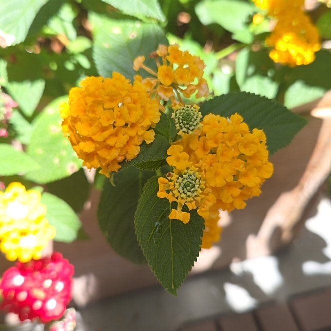 Photo of the plant species Lantana by @AgilePurei57 named Harmony on Greg, the plant care app