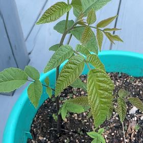 Photo of the plant species Black Walnut by @ReveredMahoe92 named Sage on Greg, the plant care app