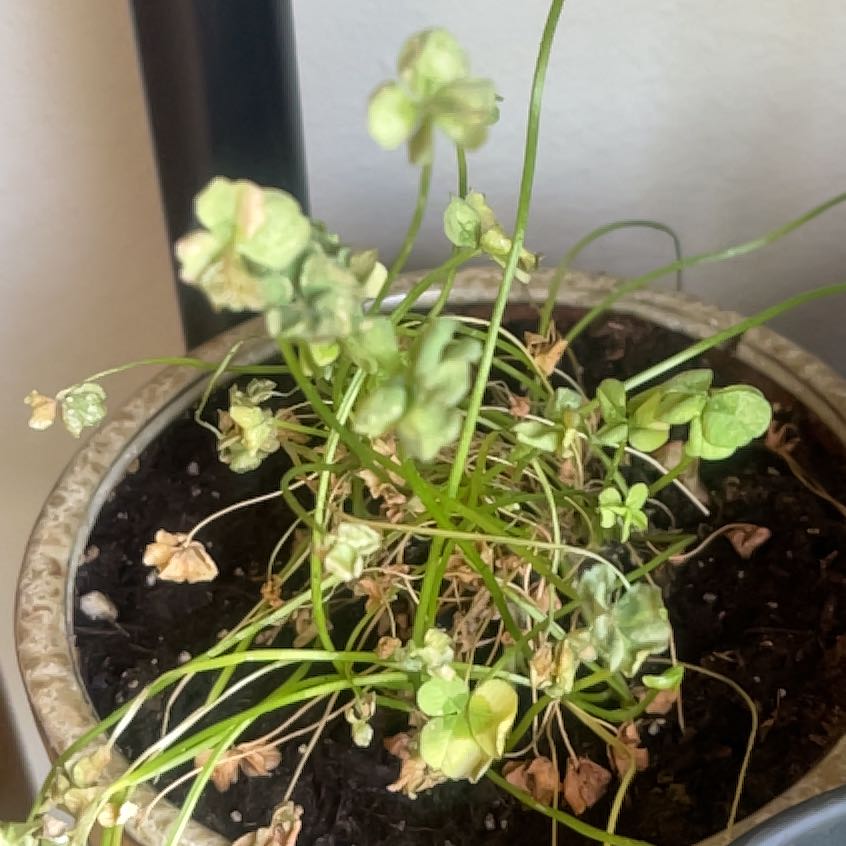 Photo of the plant species Common Duckweed by @WizardRosilla58 named Denali on Greg, the plant care app