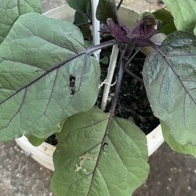 Photo of the plant species Eggplant by @SinewyPokaka55 named Orlando Bloom on Greg, the plant care app