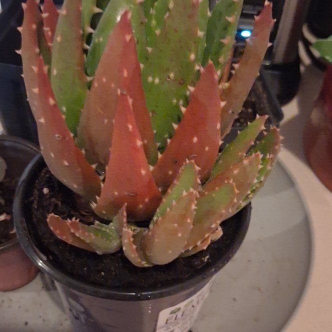 Photo of the plant species Gold Tooth Aloe by @RichAcajou81 named Leonardo on Greg, the plant care app