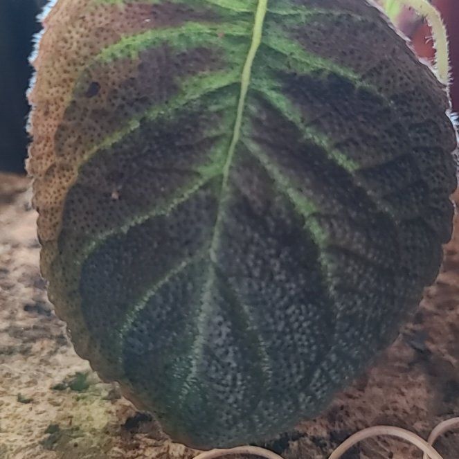 Photo of the plant species Flame Violet by @ProDovetree88 named Fernie Mac on Greg, the plant care app