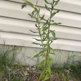 Photo of the plant species Rough Canada Goldenrod by @YokeLuckynut18 named Sanders on Greg, the plant care app