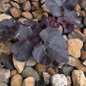 Photo of the plant species Alum Root by @ElegantDaisy99 named Eva on Greg, the plant care app