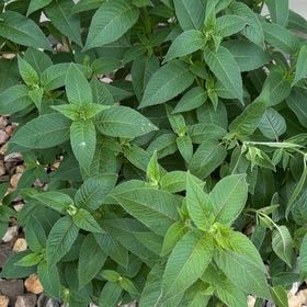 Photo of the plant species Scarlet Beebalm by @ElegantDaisy99 named Willow on Greg, the plant care app
