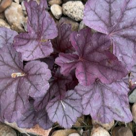 Photo of the plant species Coral Bells by @ElegantDaisy99 named Aristotle on Greg, the plant care app