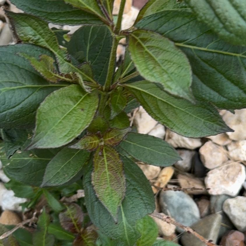 Photo of the plant species Chia by @ElegantDaisy99 named Apollo on Greg, the plant care app