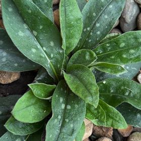 Photo of the plant species Narrow-Leaf Lungwort by @ElegantDaisy99 named Mando on Greg, the plant care app