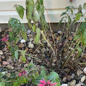 Photo of the plant species Scarlet Beebalm by @ElegantDaisy99 named Zeus on Greg, the plant care app