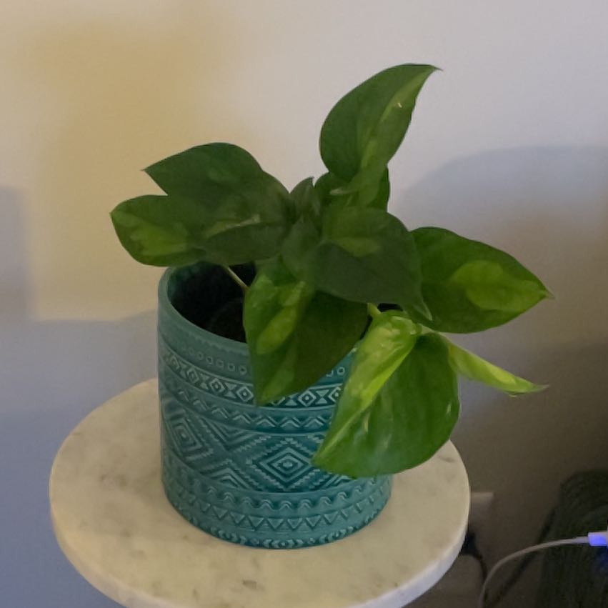Photo of the plant species Global Green Pothos by @ClubbyViszsla64 named Gaytron on Greg, the plant care app