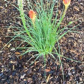 Photo of the plant species Red Hot Poker by @HipAster56 named Gomez on Greg, the plant care app