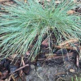 Photo of the plant species Big Muhly by @HipAster56 named Zeus on Greg, the plant care app