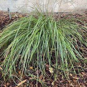 Photo of the plant species Texas Sacahuista by @HipAster56 named Taylor Swift on Greg, the plant care app