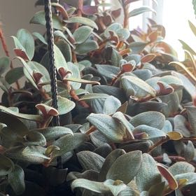 Photo of the plant species Teddy Bear Vine by @WinDracaena20 named Sproutacus on Greg, the plant care app