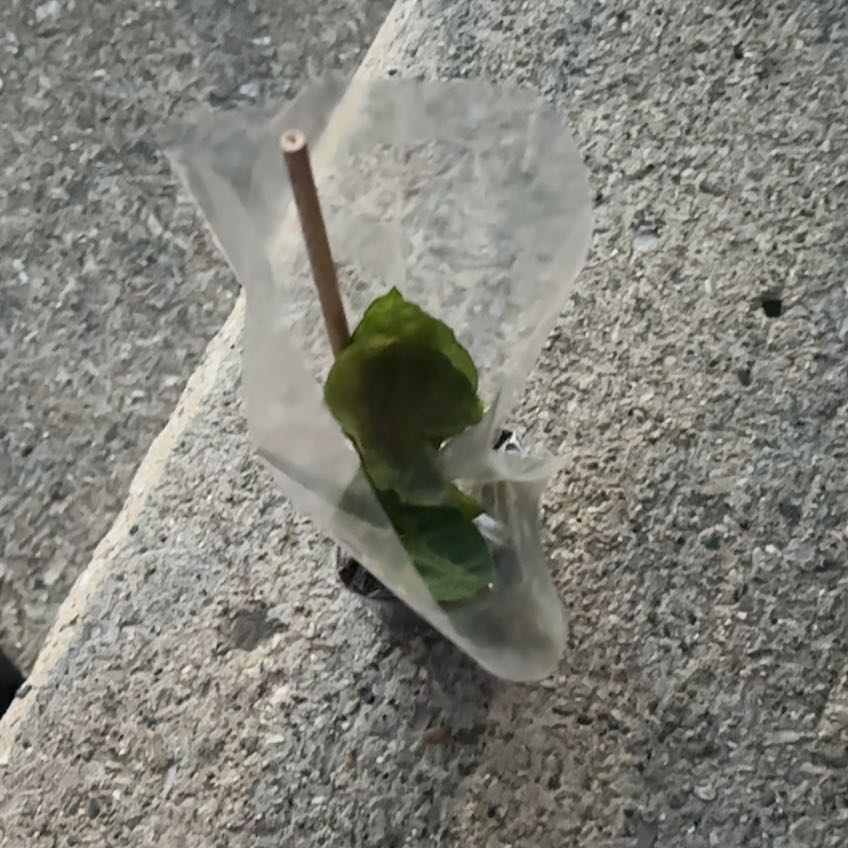 Photo of the plant species Sea Lettuce by @CoolRedmambo45 named Miley on Greg, the plant care app