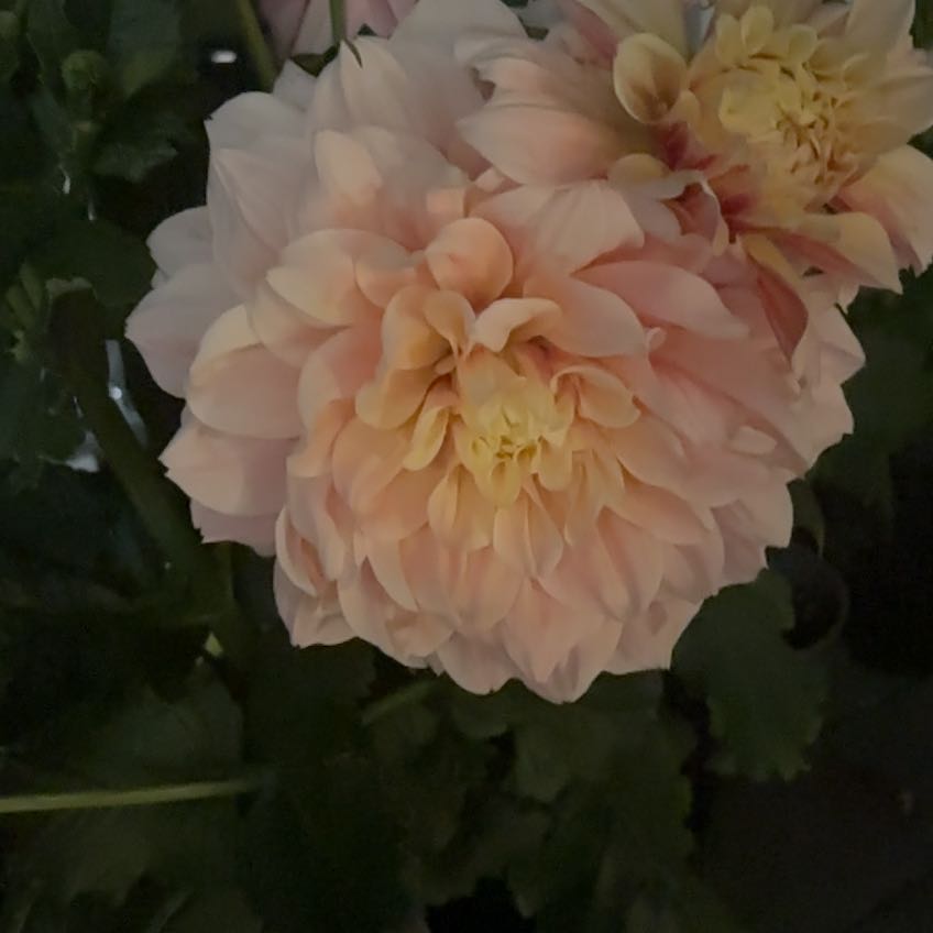 Photo of the plant species Garden Dahlia by @ExoticMayten70 named Anne on Greg, the plant care app