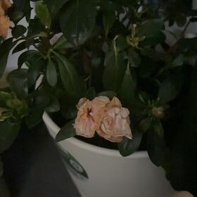 Photo of the plant species Satsuki by @ExoticMayten70 named Aria on Greg, the plant care app