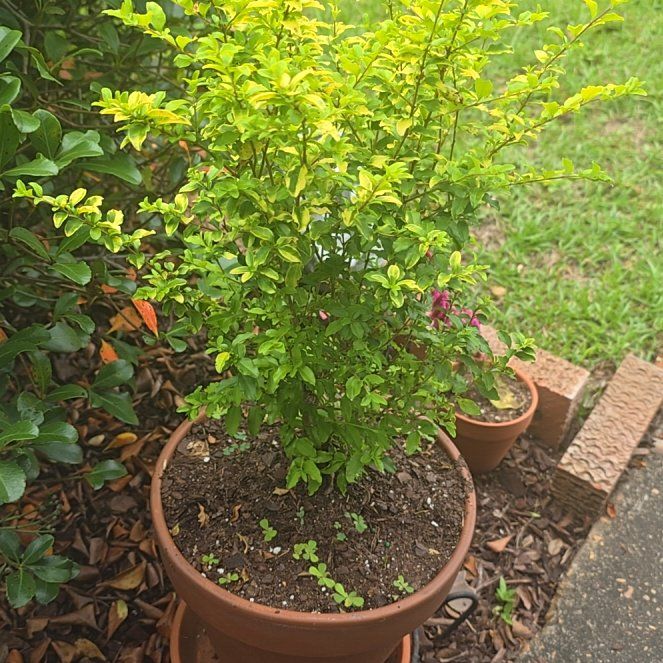 Photo of the plant species Sunshine Ligustrum by @GreatValueThor named Sunshine Of Your Ligustrum on Greg, the plant care app