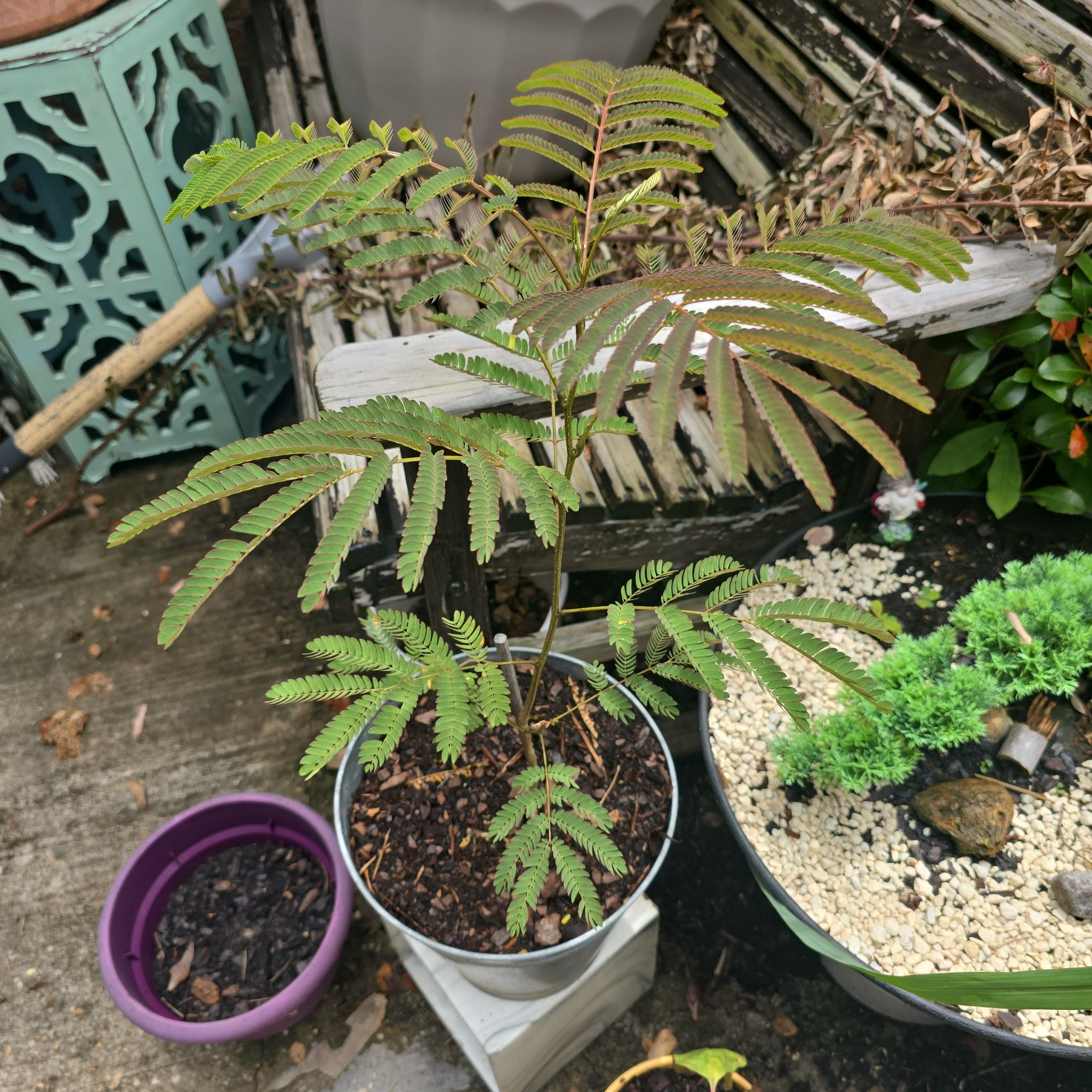 Photo of the plant species Silk Tree by @GreatValueThor named Mimi on Greg, the plant care app