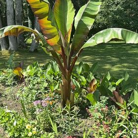 Photo of the plant species Ethiopian Banana by @MusicalMizuna8 named Aria on Greg, the plant care app