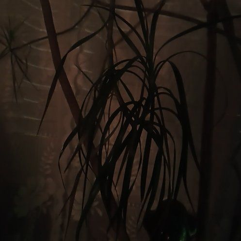 Photo of the plant species Madagascar Dragon Tree by @FitPinebush87 named Dolores on Greg, the plant care app