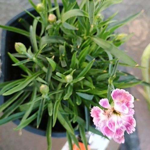 Photo of the plant species Border Carnation by @FitPinebush87 named Bodhi on Greg, the plant care app