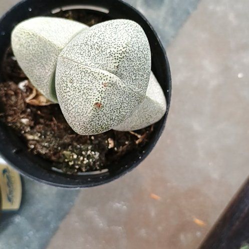 Photo of the plant species Assorted Lithops by @FitPinebush87 named Plato on Greg, the plant care app