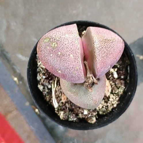 Photo of the plant species Assorted Lithops by @FitPinebush87 named Rainier on Greg, the plant care app