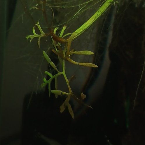 Photo of the plant species Floating Crystalwort by @FitPinebush87 named Harry on Greg, the plant care app