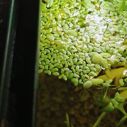 Photo of the plant species Common Duckweed by @FitPinebush87 named Huckleberry Fern on Greg, the plant care app