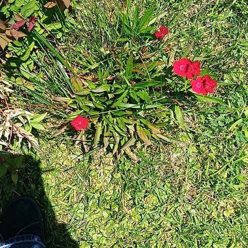 Photo of the plant species Sweet William by @FitPinebush87 named James Dean on Greg, the plant care app