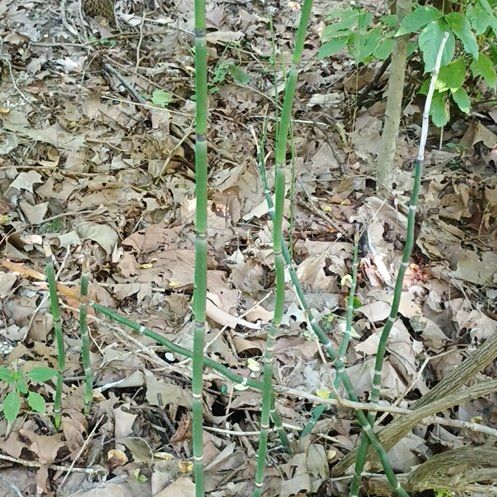 Photo of the plant species Common Scouring-Rush by @FitPinebush87 named Sherlock on Greg, the plant care app