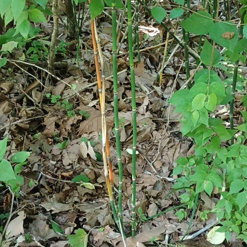 Photo of the plant species Common Scouring-Rush by @FitPinebush87 named Bigleef Smalls on Greg, the plant care app