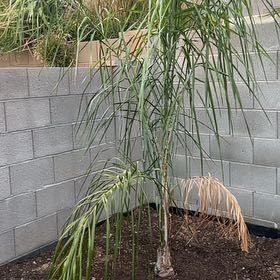 Photo of the plant species Syagrus Romanzoffiana by @BigtimeCorn17 named Navajo on Greg, the plant care app