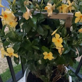 Photo of the plant species Allamanda Cathartica by @sarahsgarden12 named Goldie on Greg, the plant care app