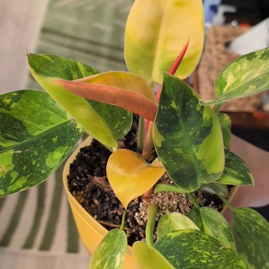 Photo of the plant species Red Congo Mint by @PerkyErophaca79 named Coco on Greg, the plant care app