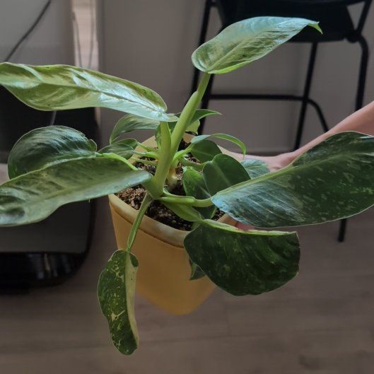 Photo of the plant species Philodendron 'Jose Buono' by @PerkyErophaca79 named ChloroPhil on Greg, the plant care app