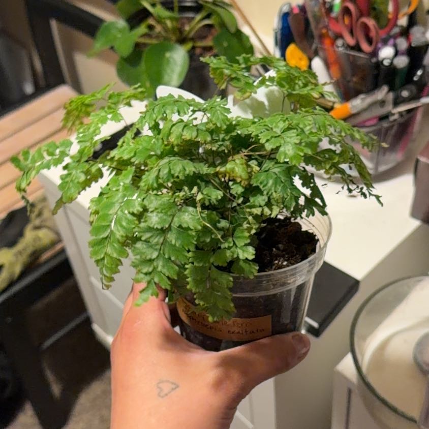 Photo of the plant species fluffy ruffle fern by @NurseLovage79 named Fernie Mercury on Greg, the plant care app