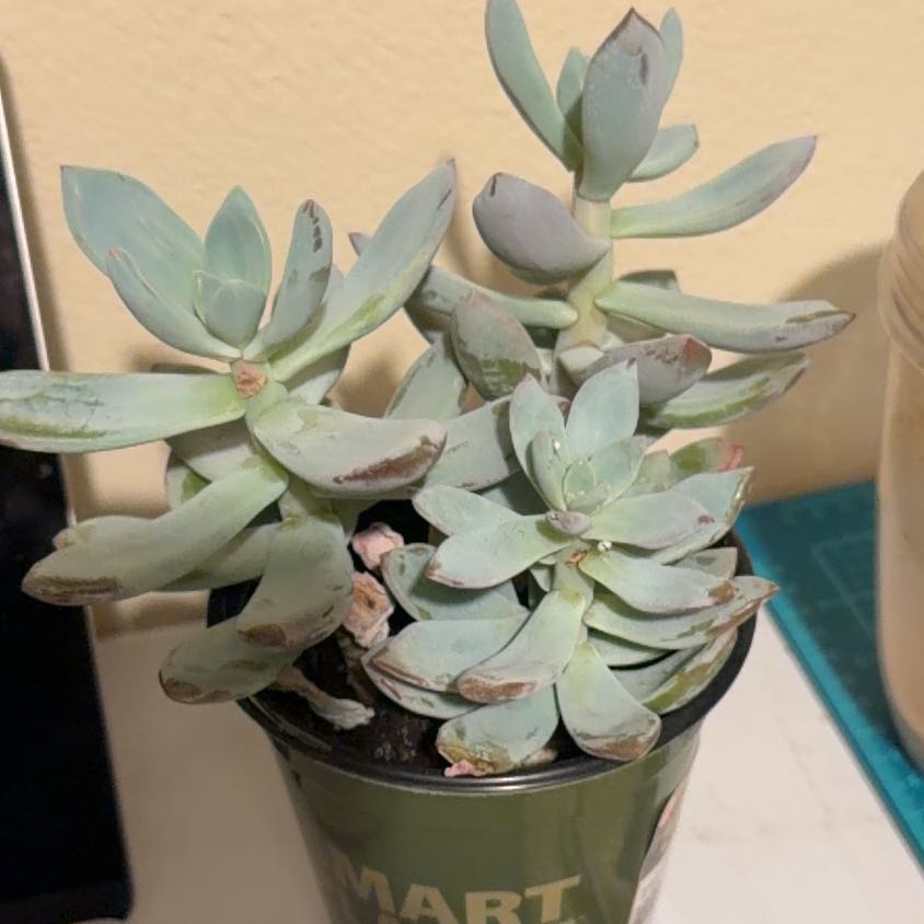 Photo of the plant species Pachyveria 'Powder Puff' by @NurseLovage79 named Mochi on Greg, the plant care app