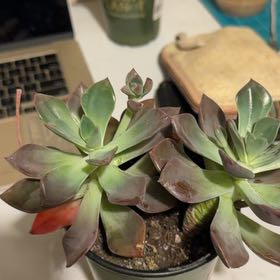 Photo of the plant species Echeveria 'Jessica' by @NurseLovage79 named Jessica Rabbit on Greg, the plant care app