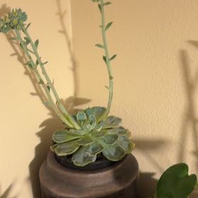 Photo of the plant species Echeveria x imbricata by @NurseLovage79 named Denali on Greg, the plant care app