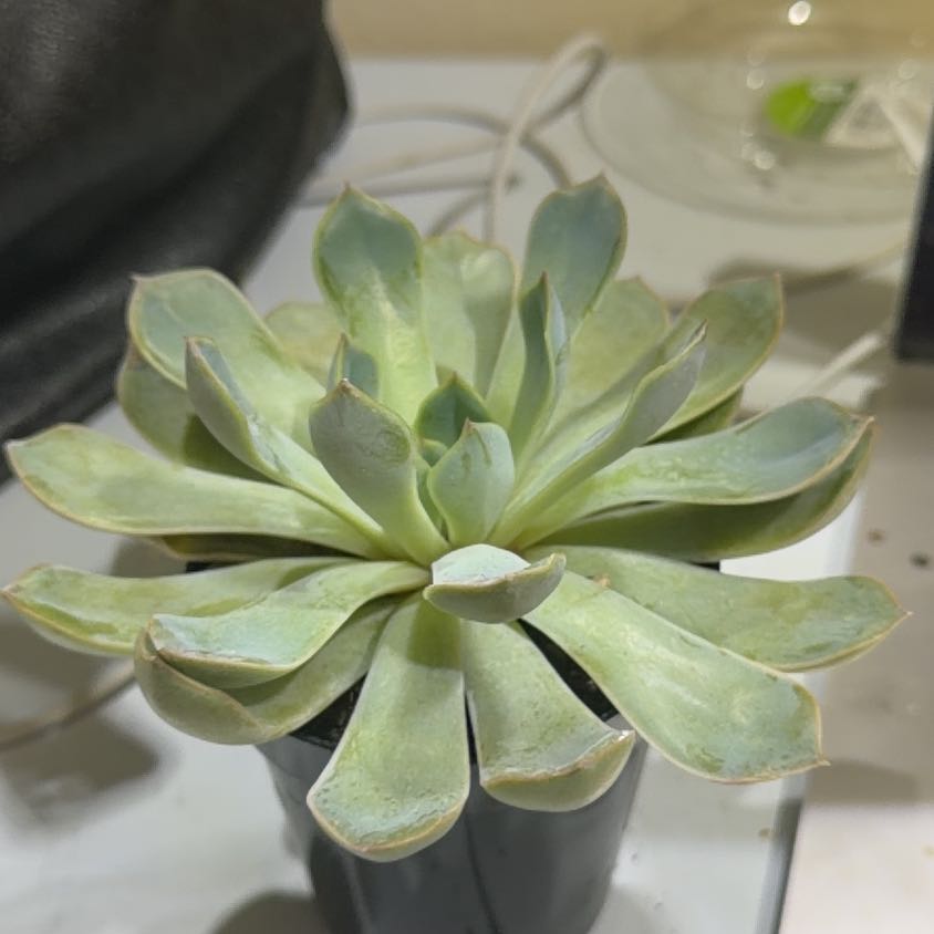 Photo of the plant species Echeveria 'summer' by @NurseLovage79 named Rihanna on Greg, the plant care app