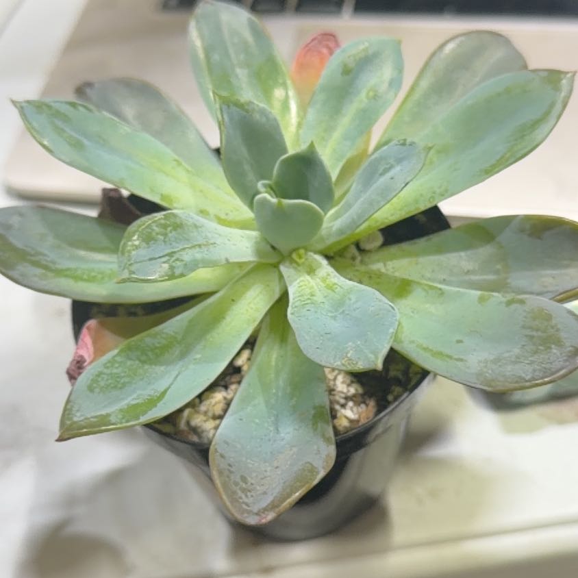 Photo of the plant species Echeveria 'Blue Prince' by @NurseLovage79 named Huckleberry Fern on Greg, the plant care app