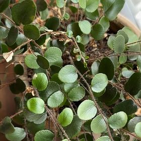 Photo of the plant species Pellaea rotundifolia by @DeftMarimo34 named Madonna on Greg, the plant care app