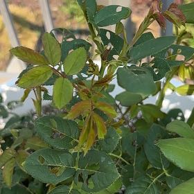 Photo of the plant species Multiflora Rose by @SilkenTimeout12 named Fernie Saunders on Greg, the plant care app