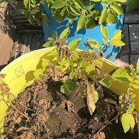 Photo of the plant species Potato by @SilkenTimeout12 named Huckleberry Fern on Greg, the plant care app