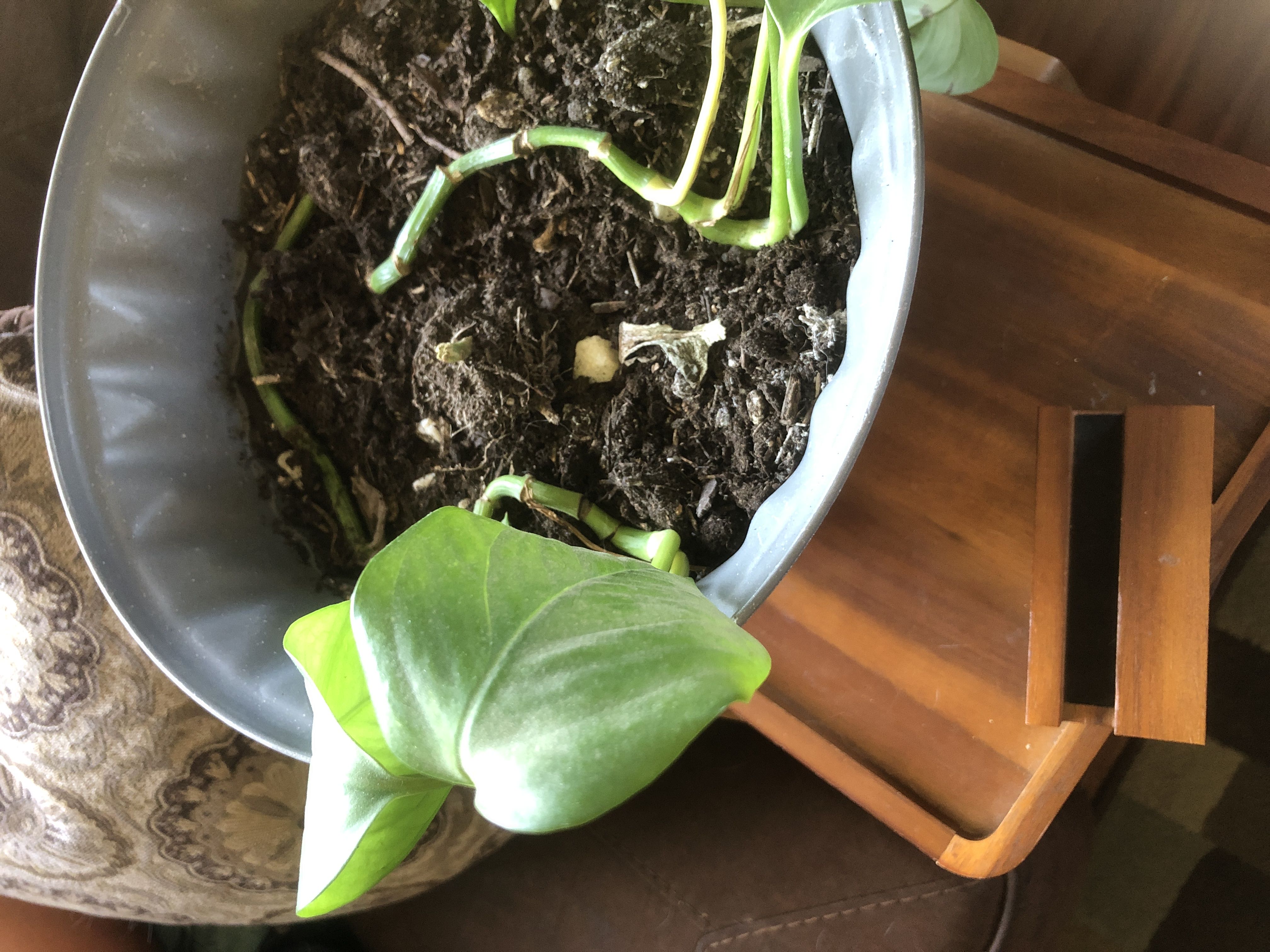 Photo from the post