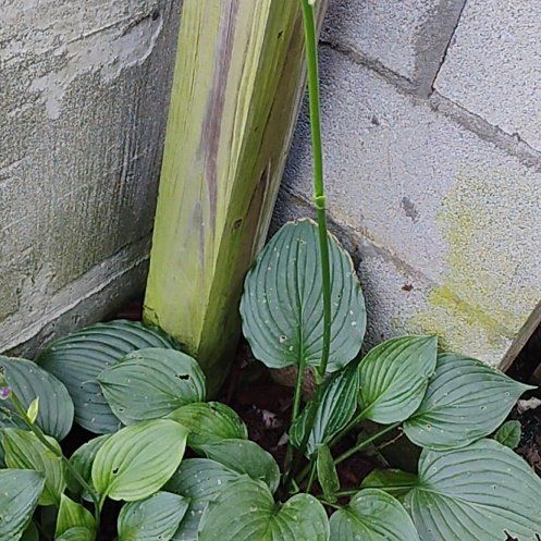Photo of the plant species Hostas by @BraveRedlog25 named Homie on Greg, the plant care app
