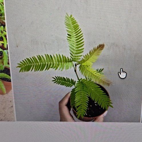 Photo of the plant species Silk Tree by @SuppleSaguaro50 named Sherlock on Greg, the plant care app